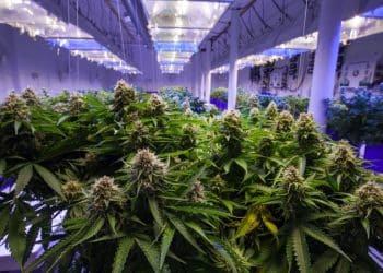 Cannabis extraction could impact air quality