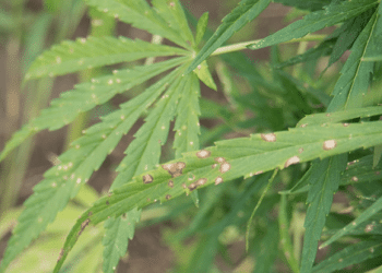 Apeks Supercritical Expands Global Headquarters with Opening of New Manufacturing Facility in Ohio