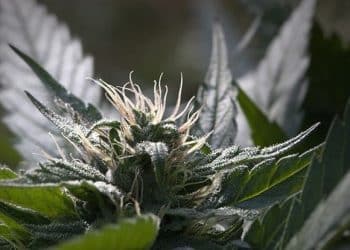 Steep Hill Announces Oklahoma Licensee For Cannabis Testing