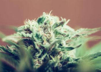 Bubble Hash Renaissance