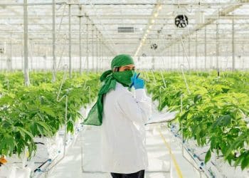 THC Submits new product application to Health Canada for Pure Cannabis Sticks