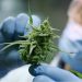 Surgeon General’s Advisory Highlights Need for Further Cannabis Regulation, Not Criminalization