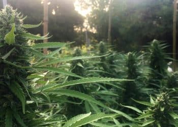 PREMIUM INTERNATIONAL MULTISTATE CANNABIS BRAND TIKUN ANNOUNCES  GRAND OPENING OF NEW STATE-OF-THE-ART FACILITY IN CALIFORNIA