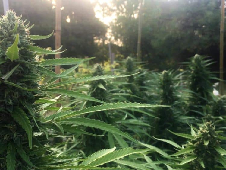 PREMIUM INTERNATIONAL MULTISTATE CANNABIS BRAND TIKUN ANNOUNCES GRAND OPENING OF NEW STATE-OF-THE-ART FACILITY IN CALIFORNIA