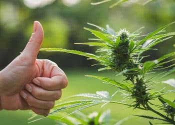 Gallup: Super-Majority of Americans Support Legalizing Cannabis