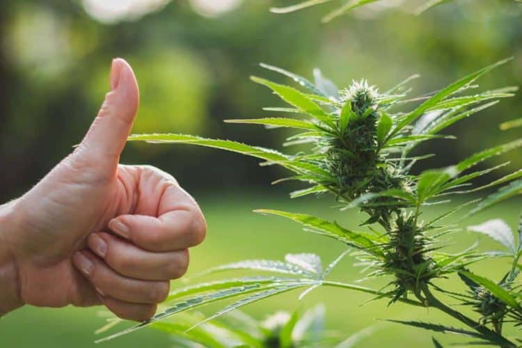 Gallup: Super-Majority of Americans Support Legalizing Cannabis
