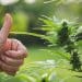 Gallup: Super-Majority of Americans Support Legalizing Cannabis