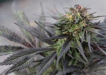 The Effects of Different Trichome Sizes on the Experience