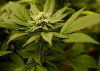 Breakthrough Full-Spectrum CBD Products that Combine Powerful Natural Healing Ingredients Announced by Madrigal Creatives