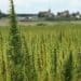 As U.S. Farmers Face Crisis of Losing Hemp Crop/Investment Due to Drying Inability, Paragon Processing Provides a Solution with Powerful Drying Services/Capabilities