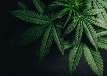 Columbia Care to Acquire The Green Solution, Colorado’s Largest Vertically Integrated Cannabis Operator