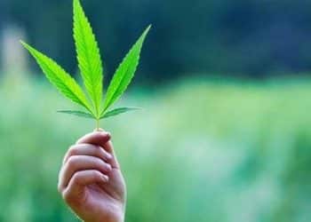 Poll: Most Americans Support Ending Federal Cannabis Criminalization