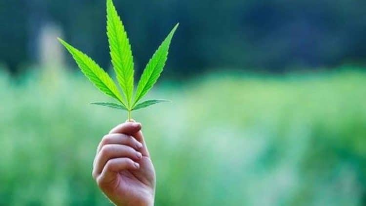 Poll: Most Americans Support Ending Federal Cannabis Criminalization