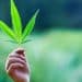 Poll: Most Americans Support Ending Federal Cannabis Criminalization