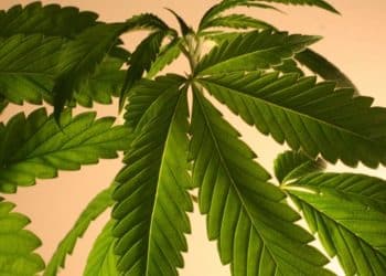 USDA Releases Long-Awaited Federal Rules on Hemp Production, but State-by-State Regulatory Differences Remain