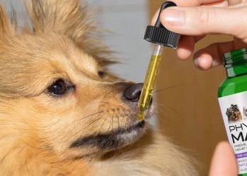 Animal Nutritional Products Launches PhytoMAXX™ Plus