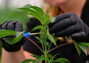 Sweeping Cannabis Reform Bill Scheduled for Mark-Up Wednesday, Nov. 20