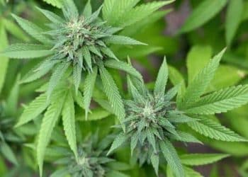 ACRES CANNABIS PRESENTS VETERANS DAY FARMER’S MARKET BENEFITING VETERANS CANNABIS PROJECT IN THE UNDERGROUND, MONDAY, NOV. 11