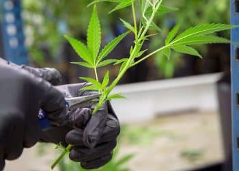 FY2020 Spending Bill Blocks ‘Class-Wide’ Fentanyl Ban Reminiscent of Crack-Cocaine Era, But Takes Step Back on Cannabis Provisions