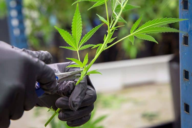 FY2020 Spending Bill Blocks ‘Class-Wide’ Fentanyl Ban Reminiscent of Crack-Cocaine Era, But Takes Step Back on Cannabis Provisions