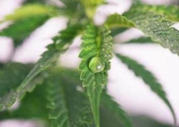 Critical Water Extraction: The Future of “Green” Extraction for Cannabis?