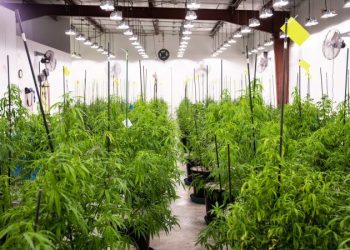 New Study: 30 Million Pounds of Cannabis Produced in the U.S.