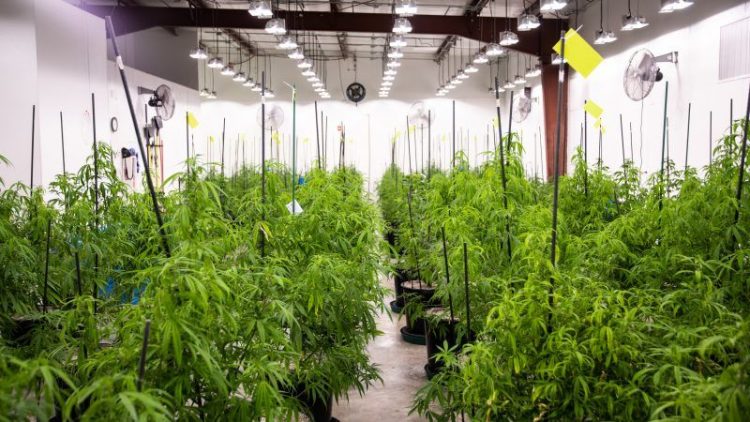 New Study: 30 Million Pounds of Cannabis Produced in the U.S.
