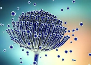 Mycotoxins in Extracts