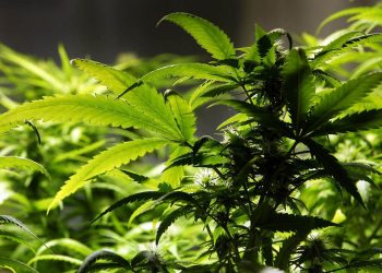 CCC has been awarded recognition as “Leading Pioneers in Medical Marijuana Registration – Pennsylvania : Distinction Award for Cannabis Medicine Advancement 2020 by Global Health and Pharma’s in the International “Medical Marijuana Awards 2019”