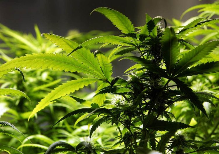 CCC has been awarded recognition as “Leading Pioneers in Medical Marijuana Registration – Pennsylvania : Distinction Award for Cannabis Medicine Advancement 2020 by Global Health and Pharma’s in the International “Medical Marijuana Awards 2019”