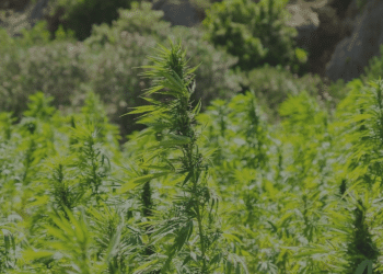 The Trouble with the USDA’s Interim Final Rule