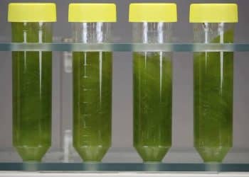 Optimal Condition of Cannabis Maceration for Cannabidiol and Δ9-Tetrahydrocannabinol Content