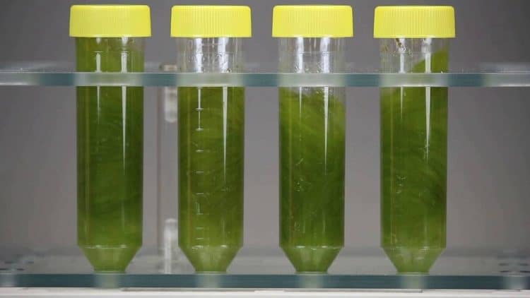 Optimal Condition of Cannabis Maceration for Cannabidiol and Δ9-Tetrahydrocannabinol Content