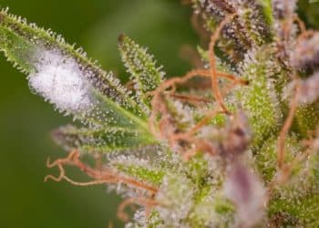 Preventing Microbial Growth on Cannabis