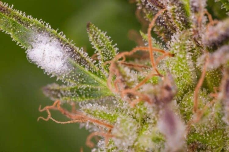 Preventing Microbial Growth on Cannabis