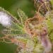 Preventing Microbial Growth on Cannabis