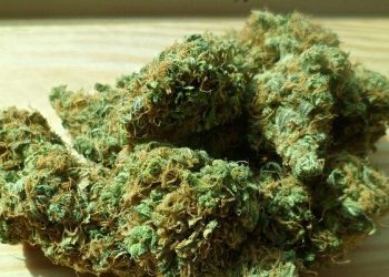 How Much Solvent Can I Store On-Site for Cannabis Extractions?