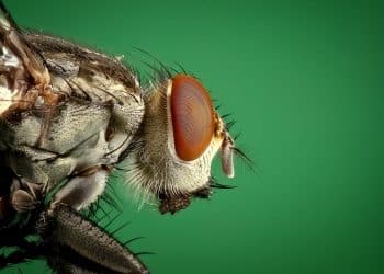 Cannabis Essential Oil for Pest Management