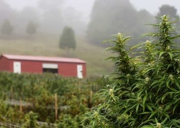 Franny’s Farmacy Opens New Dispensary in Athens, GA