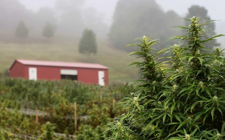 Franny’s Farmacy Opens New Dispensary in Athens, GA