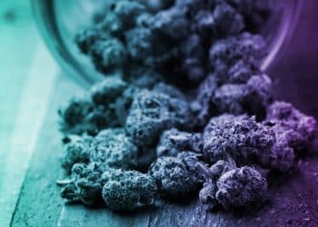 What Comfortably Flies Higher: Cannabinoids or Terpenes?