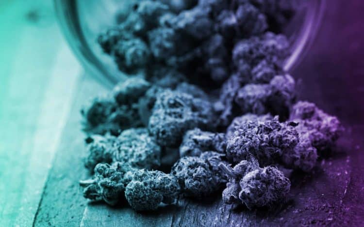 What Comfortably Flies Higher: Cannabinoids or Terpenes?