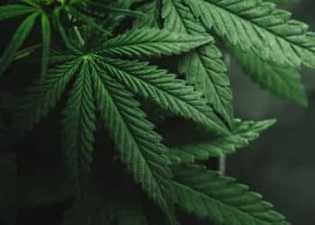 National Cannabis Industry Association Releases Extensive Report on Vaping Illness and Related Policy