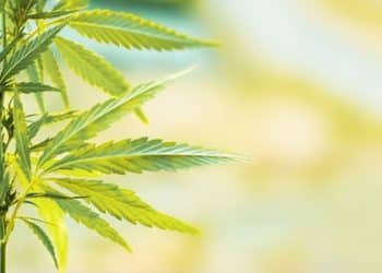 Elixicure CBD-Infused Pain Relief Product Receives FDA Certification