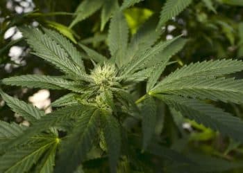 Apeks Supercritical Named Among 50 Top Cannabis Employers in 2019