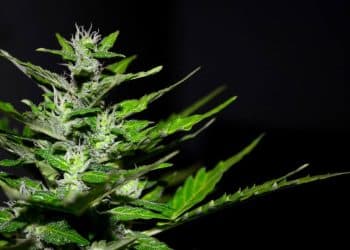 Cannabis Industry Professionals Call on Senate Banking Committee Chairman to Move Forward with House-Approved Banking Reform