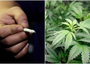 STATE BAR ASSOCIATION REPORT RECOMMENDS THE LEGALIZATION OF ADULT RECREATIONAL CANNABIS USE IN NEW YORK