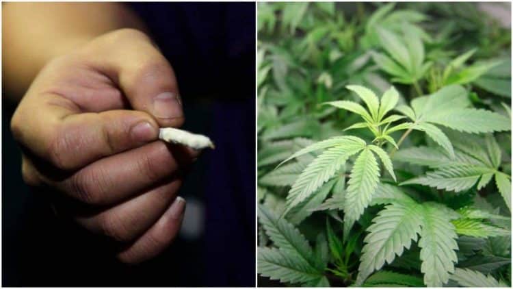 STATE BAR ASSOCIATION REPORT RECOMMENDS THE LEGALIZATION OF ADULT RECREATIONAL CANNABIS USE IN NEW YORK