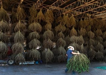 The Beauty in the USDA’s Interim Final Rule