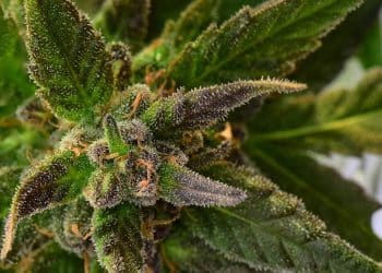 The Medical Uses of CBDA, an Unsung Sentinel of Humankind